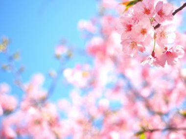 桜・お花見・防寒